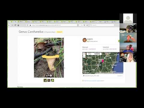 iNaturalist Roundtable Discussion plus Mycoguide - July 15, 2021