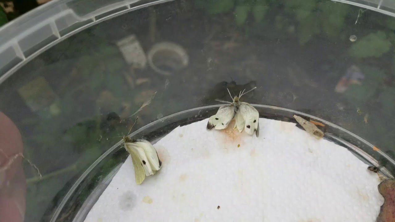 faltering fullback #13#Große Kohlweißling Raupen Metamorphose Beobachtung Folge:13 