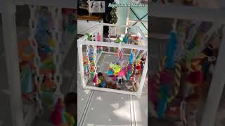 Playful Toy Alaskan Klee Kai puppies