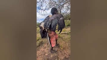 Hadzabe tribe hunters Catch big  marabou #TribalTaste #Hadzabe #Bushmeat #africa #animals #tribal