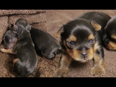 Yorkie Puppy Timelapse Newborn To 2 Weeks Youtube