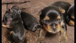 Yorkie Puppy Timelapse: Newborn to 2 Weeks