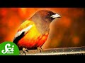 Bird Behavior and Adaptations