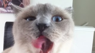 Two Thumbnails Up! (Peter Chao's Boring Vlogs)
