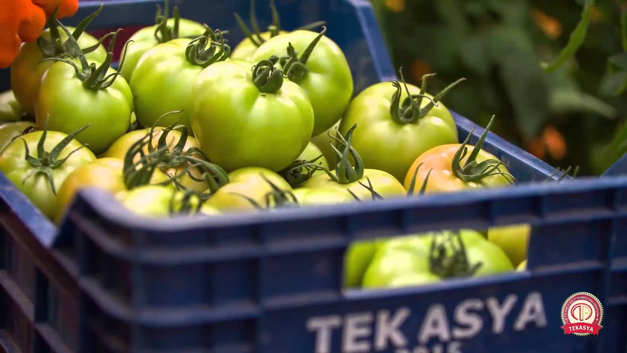 TEKASYA FRESH FRUIT&VEGETABLES COMPANY YouTube