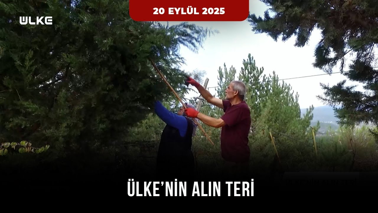 Hatice Öz kozalak pekmezi - Eskipazar Ülke TV röportajı