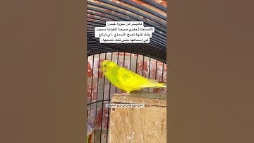 #سورة_عبس #قرآن #مشاري_العفاسي #المصحف #اكسبلور #طيور #البادجي #العراق #quran #birds #budgies #usa