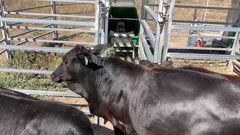 Cattle using a GreenFeed machine