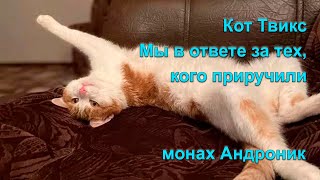 Кот Твикс. Мы в ответе за тех, кого приручили | Монах Андроник | Афон