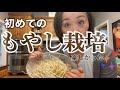 【アメリカ生活】もやし栽培｜近所で買えない野菜｜Japanese mom tried growing bean sprouts for the first time