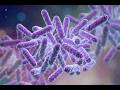 GRAM-Positive and GRAM-Negative BACTERIA – Overview