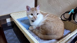 【猫旅館】部屋に戻ると猫さん浴衣の上で寝てました。そして扉を開けた隙に入ってくる三毛猫ちゃん