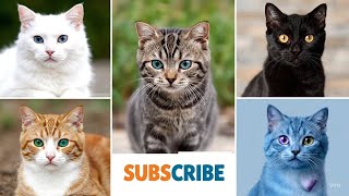 Kompilicatio 15 Kucing Odd Eye Unik & Lucu Banget! #funnycat #catcompilation #oddeyecat #uniquecat