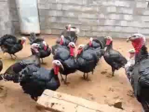 كيفية تدريب طائر الفسيفس