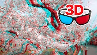 [3D video] Cherry blossoms 3D [ Long edition ] / for red-cyan anaglyph glasses