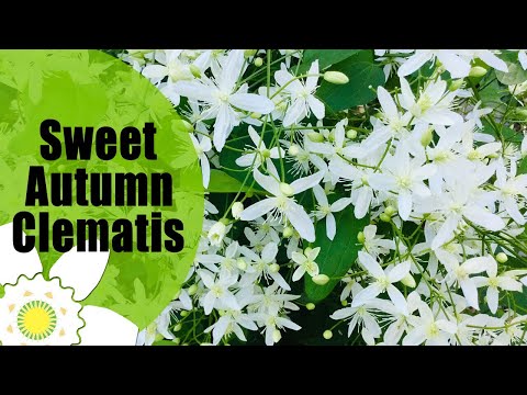 Video: Piante Clematis per l'autunno - Suggerimenti per coltivare piante di clematide a fioritura tardiva