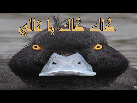 إنتقام البطة السوداء! ◄لعبة "البطة" ► ● مع صبحي الجيل ● | DUCK GAME - إنتقام البطة السوداء! ◄لعبة "البطة" ► ● مع صبحي الجيل ● | DUCK GAME