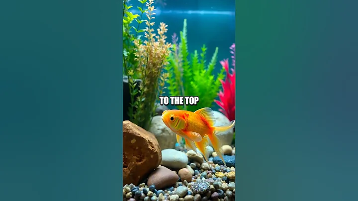 The Truth About Goldfish Memory