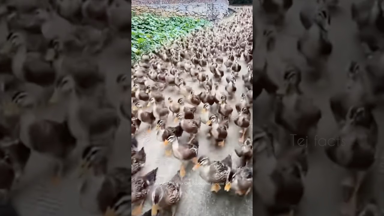 Thailand Using Ducks for Agriculture 🧑🌾 #telugufacts #amazingfacts #shorts #tejfacts