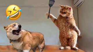 BEST funny moments of ANIMALS  FUNNIEST video of DOGS and CATS 2024 #1