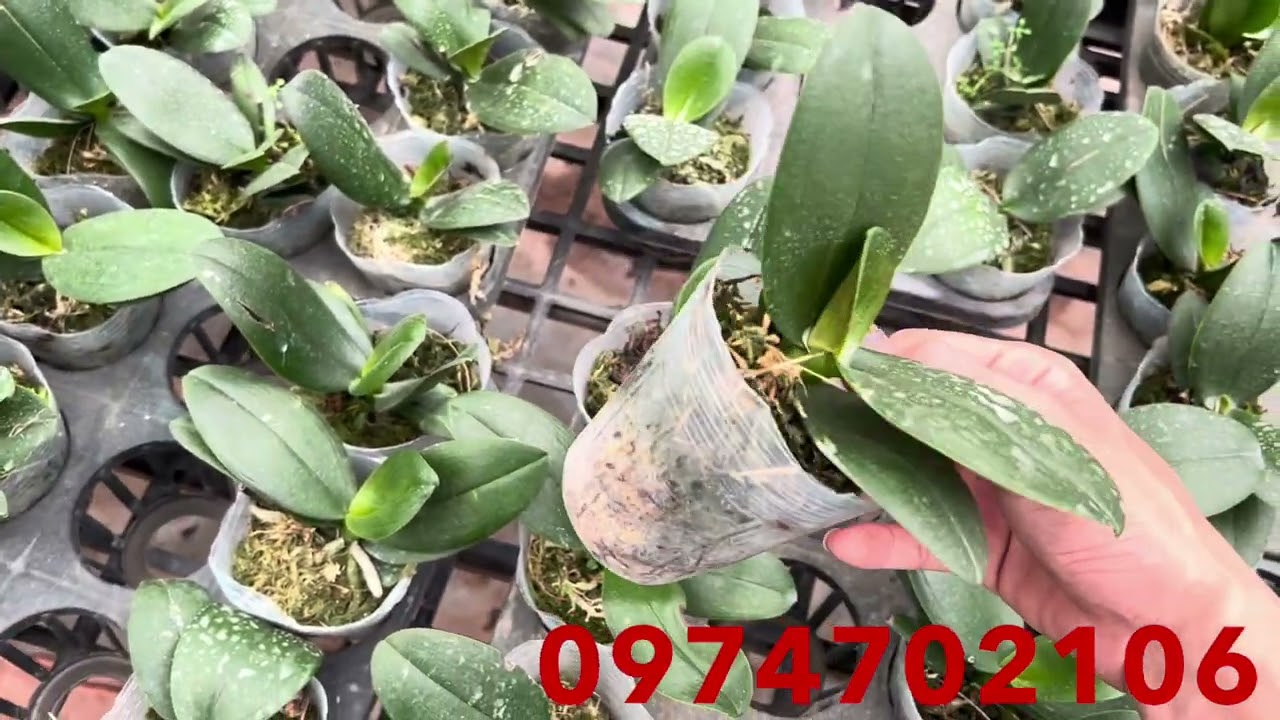 Các loại hồ điệp từ thanh lý cho đến hàng to đẹp 15, 20k 097470210