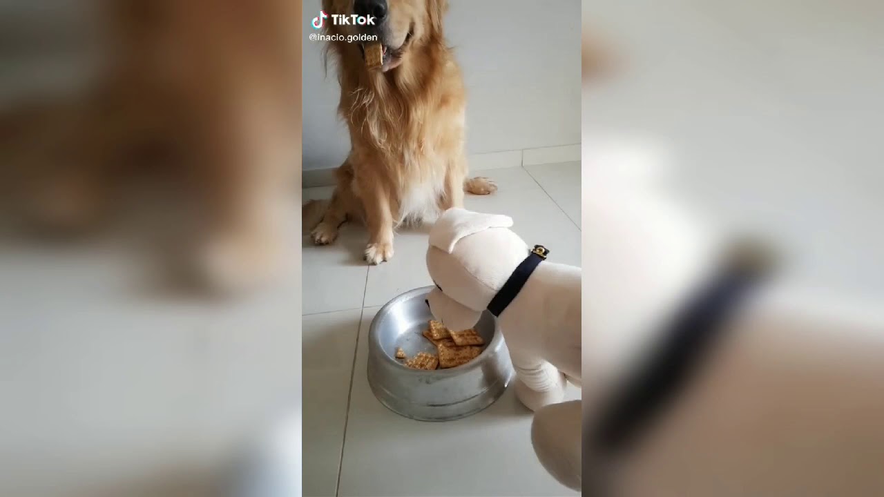 Is The Food Poisoned??? Ll Funny Dogs Compilation On Fake Poisoned Food Ll