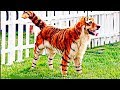 RAREST CROSS-BREED ANIMALS