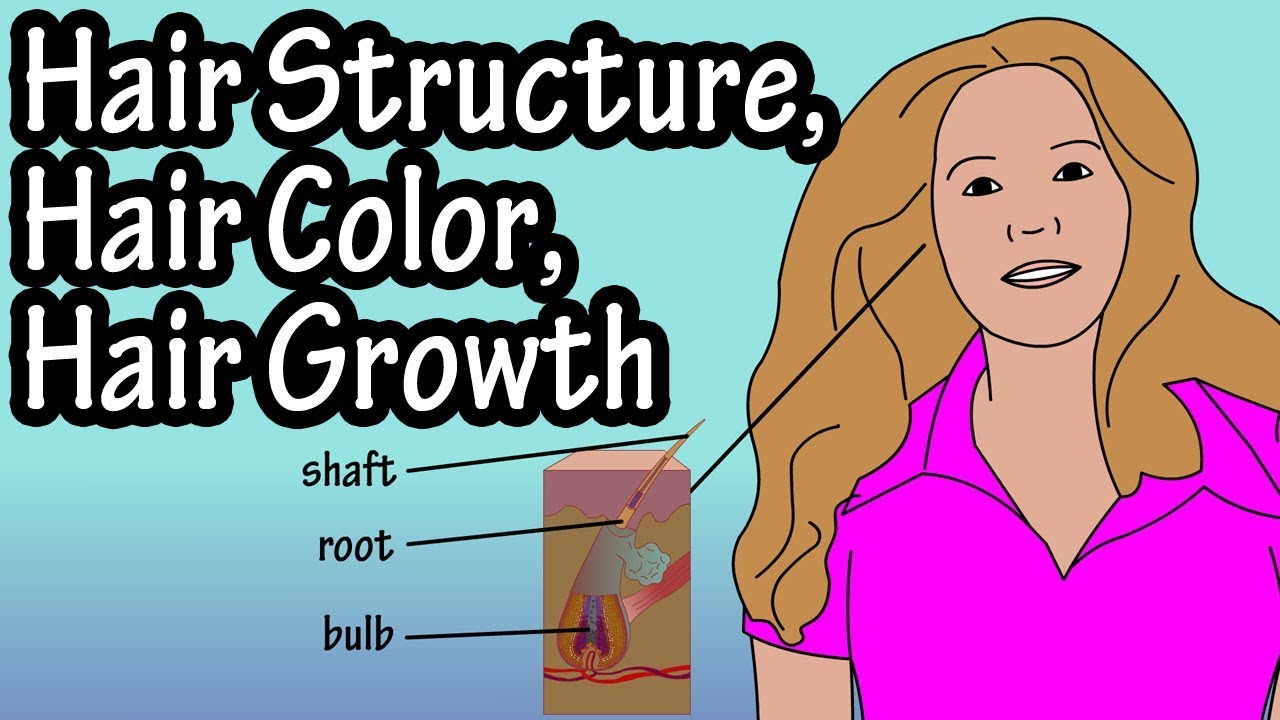 The Hair Structure  Hair Guide