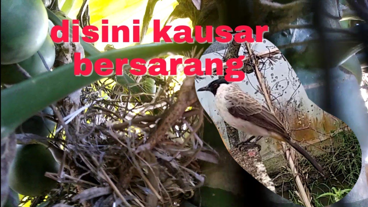 Dapat Sarang Burung Branjangan Sawah By Can Sibolang