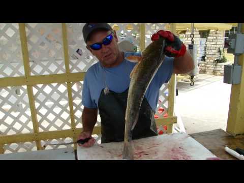 Filleting Trout and Redfish