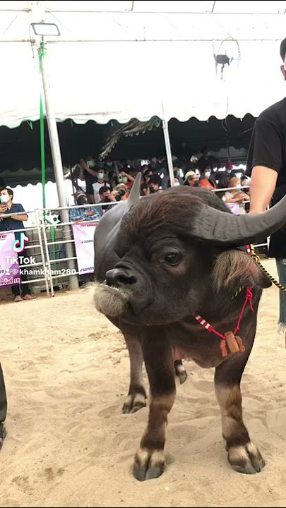 ควายน่ารัก #มูมู่ #ควายไทย #nsru #ปศุสัตว์ หนองฉาง