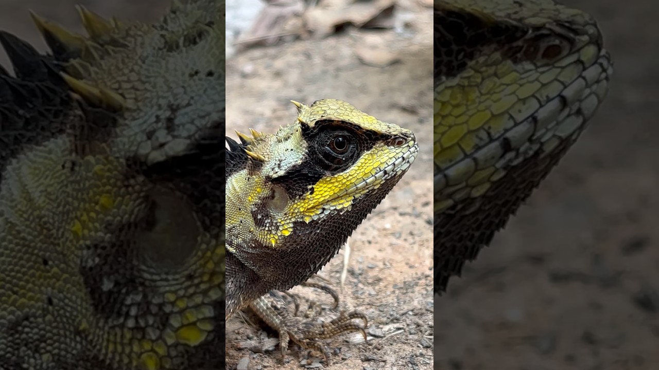 Acanthosaura crucigera Boulenger 😎