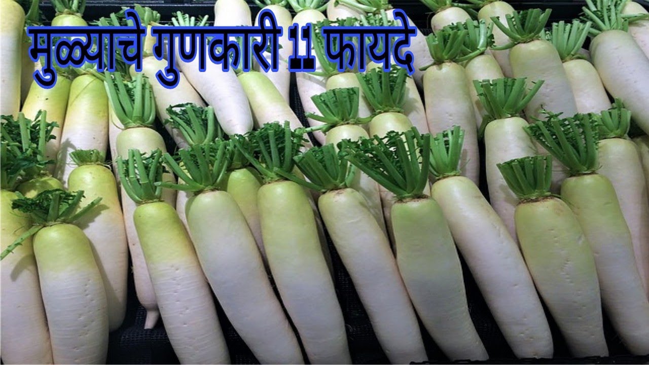मुळा खाण्याचे 11 मोठे फायदे /Health benefits of Radish in marathi /मुली