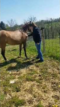 RosaLena 2018 AQHA FILLY PickUpRosa