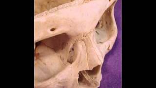Human Skull 016 Slide show of images