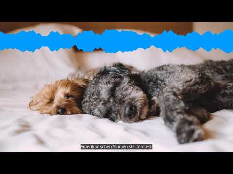 Video: Für Eine Bessere Bindung Zu Ihrem Haustier, Teilen Sie Den Schlaf