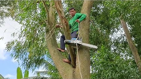 Cưa cây tràm bông vàng siêu to, Rớt máy cưa KATSU  5,900. Cưa cây kỹ thuật cao