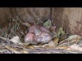 Purple martins from eggs to fledglings in less than 10 minutes