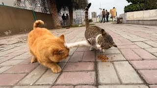 Cats are so hungry they are waiting for food