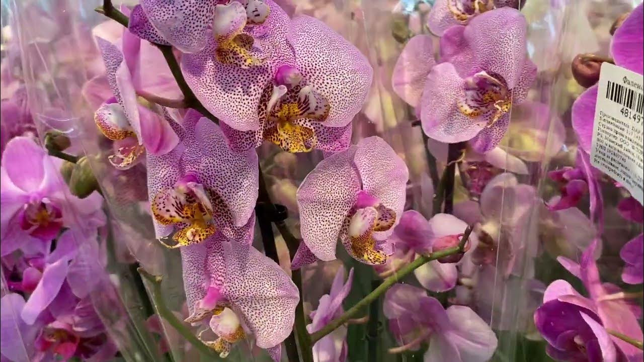 Эстетика орхидей ютуб. Ютубе орхидеи. Ютубе орхидеи. Микро орхидеи. Орхидея phalaenopsis panda.