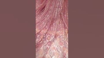 beautiful 8 sequence daman in butterfly net #marwafabrics