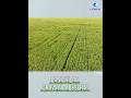 New tech transforms part of Xinjiang desert into farmland