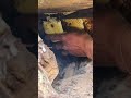 #bee #bees #honeybeedance #honeybeesting #honey