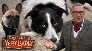 Dogs Who Won't Stop Barking | Dogs Behaving Very Badly