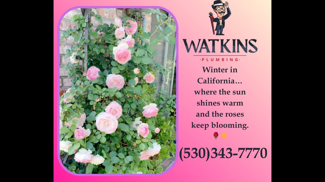 Winter Park Roses Winter Roses - YouTube