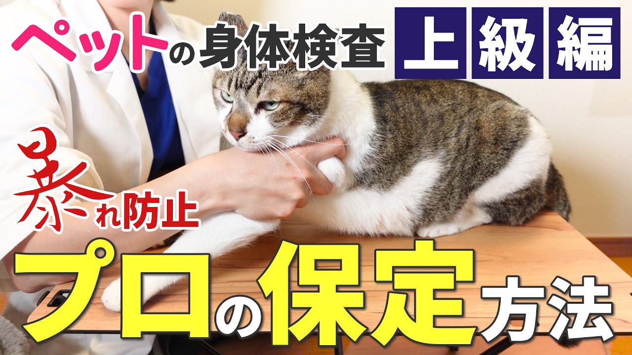 獣医師が現場で行う犬猫の暴れを防ぐ保定方法を実演！プロなら知らない 