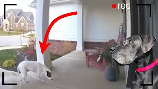 Dog sneaking to neighbors house because he has no friends is the cutest thing 💞😊 by DOGS+ by Rocky Kanaka 1,580 views 2 years ago 3 minutes, 1 second