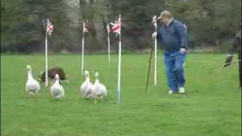 Ducks Herding Experience | ACF Teambuilding & Events