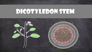 Dicot Stem Structure and Function | Plant Biology