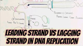 Leading Strand vs Lagging Strand(DNA Replication)@umerfarooqbiology7083